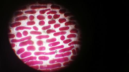 Red Onion Cell Distilled Water image